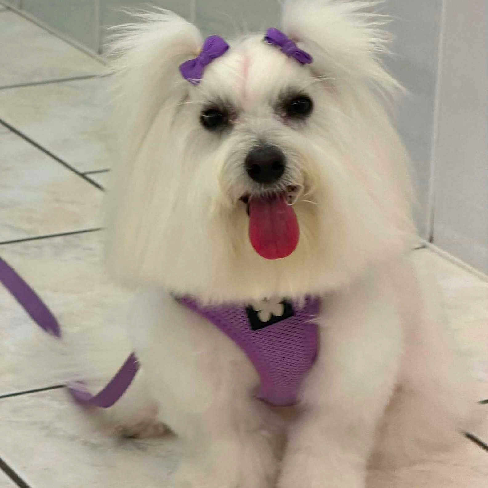 Socute a rejoint le concours — aidez-le/la à gagner de superbes lots ! animal, companion, cute, dog, domestic_animal, fluffy, fur, happy, indoor, mammal, pet, pet_accessory, playful, purple_bows, purple_harness, sitting, small_dog, tile_floor, tongue_out, white_dog