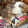 Baby is registered to the contest to win money with this photo: dog, brindle, white, collar, pet_tag, indoor, living_room, couch, person, paw, keyboard, wooden_table, brown_couch, alert, focused, close_up, furniture, fabric, red_shirt, pink_collar