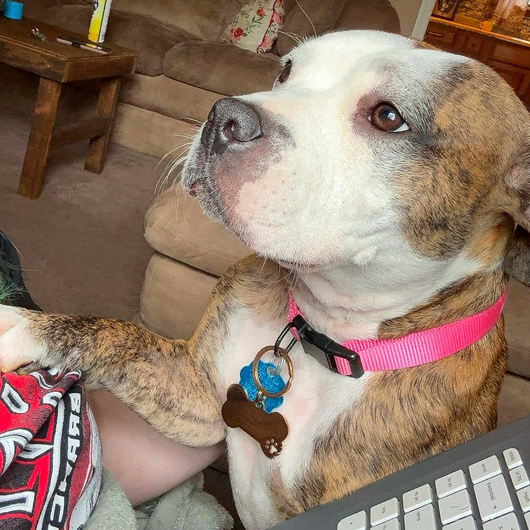 Baby is registered to the contest to win money with this photo: dog, brindle, white, collar, pet_tag, indoor, living_room, couch, person, paw, keyboard, wooden_table, brown_couch, alert, focused, close_up, furniture, fabric, red_shirt, pink_collar
