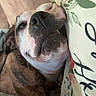 Baby joined the competition — help win amazing prizes! dog, brindle, close_up, resting, pillow, floral, nose, fur, pet, canine, sleepy, indoor, comfort, cute, whiskers, face, animal, companion, relaxed, expression