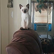 Apollo is registered to the contest to win money with this photo: kitten, cat, blue_eyes, sitting, portrait, indoors, recliner, chair, furniture, window, blinds, dreamcatcher, home, room, leopard_print, fluffy, short_hair, pointed_ears, pet, animal