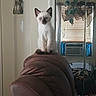 kitten, cat, blue_eyes, sitting, portrait, indoors, recliner, chair, furniture, window, blinds, dreamcatcher, home, room, leopard_print, fluffy, short_hair, pointed_ears, pet, animal