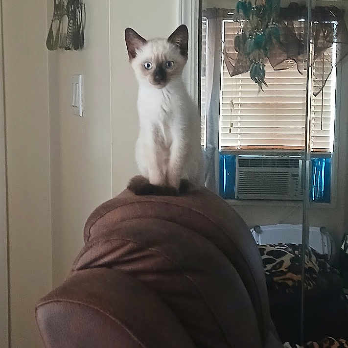 Apollo