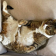 Plumpy is registered to the contest to win money with this photo: cat, tabby, fluffy, relaxed, couch, indoor, pet, animal, feline, whiskers, fur, paws, belly, resting, comfortable, cozy, household, cute, tabby_cat, sleepy