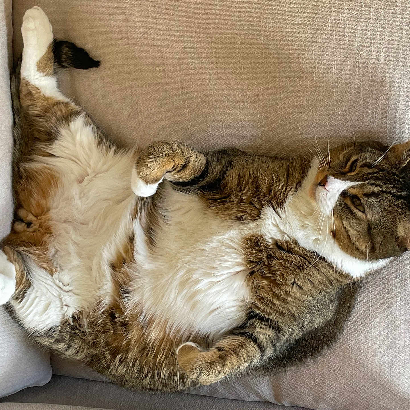 Plumpy is registered to the contest to win money with this photo: cat, tabby, fluffy, relaxed, couch, indoor, pet, animal, feline, whiskers, fur, paws, belly, resting, comfortable, cozy, household, cute, tabby_cat, sleepy