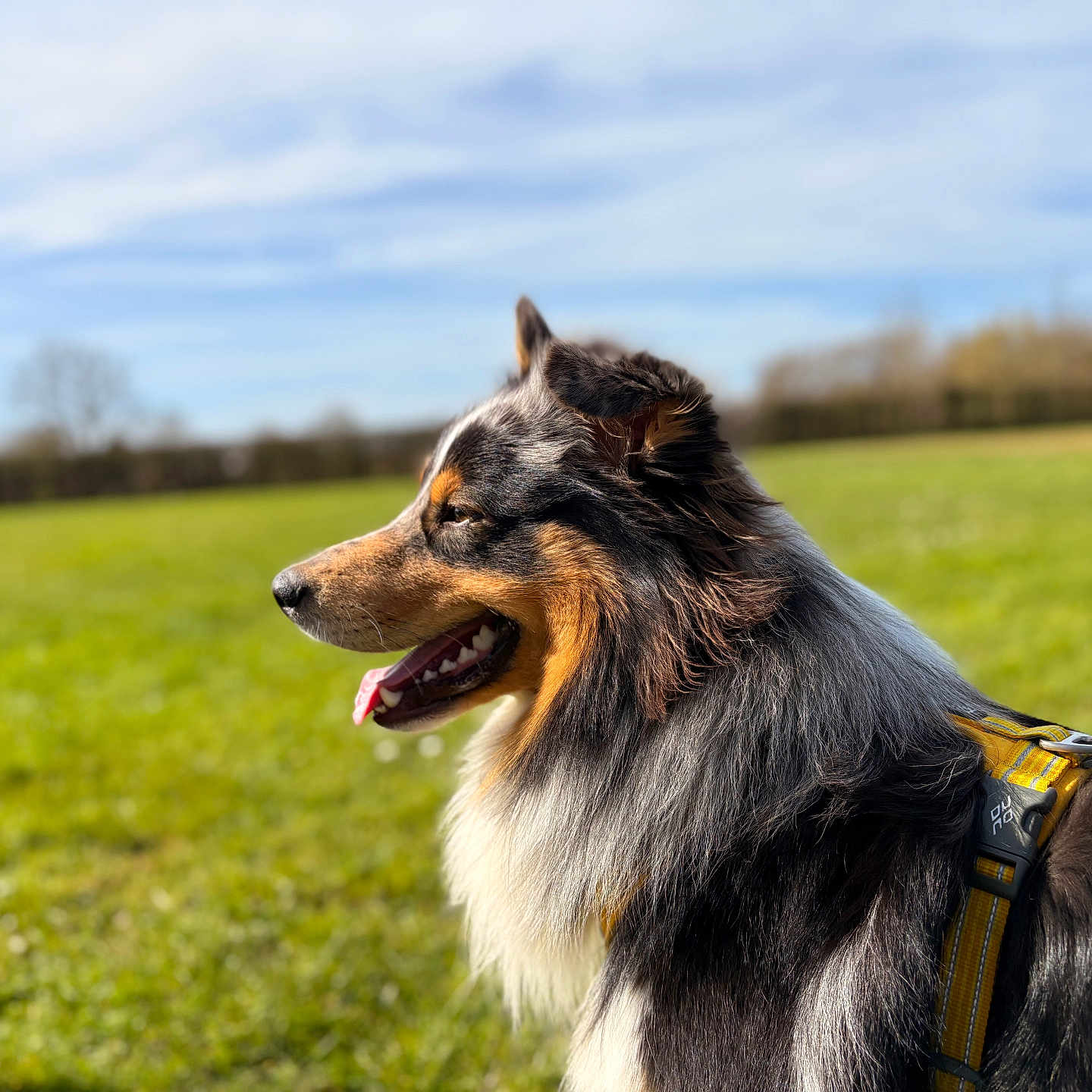 Asko participe au concours pour gagner de l'argent avec cette photo : dog, canine, outdoor, field, grass, sunny, blue_sky, clouds, happy, panting, fur, fluffy, tricolor, harness, side_view, nature, animal, pet, daytime, scenic