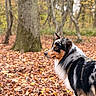 Asko a rejoint le concours — aidez-le/la à gagner de superbes lots ! dog, australian_shepherd, forest, autumn, leaves, tree, outdoor, nature, canine, animal, fall, fur, alert, side_view, season, woods, pet, walking, ground, scenery
