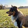 animal, canine, collar, daylight, dog, domestic_animal, ears_up, field, fur, grass, happy, leash, muzzle, nature, outdoor, pet, playful, side_view, sunlight, tongue_out