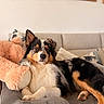animal, canine, comfort, couch, cozy, dog, ears, fluffy, furniture, home, indoor, laying_down, living_room, pet, plush_toy, relaxed, resting, soft, stuffed_animal, tricolor