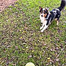 Asko participe au concours pour gagner de l'argent avec cette photo : dog, tennis_ball, grass, leaves, outdoor, playful, animal, pet, fetch, brown, black, white, tan, fur, tail, ears, nature, ground, daylight, park