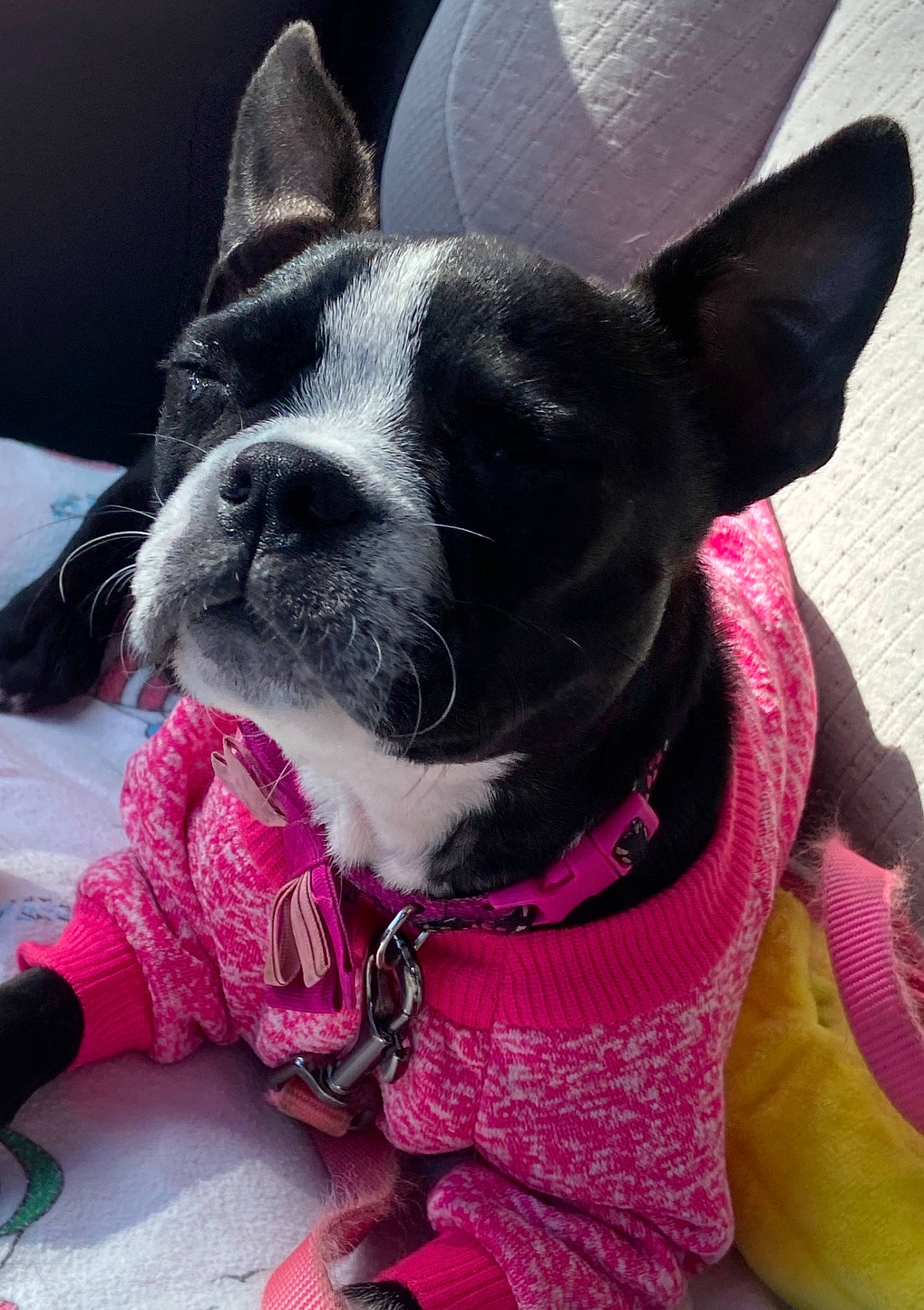 Daisy is registered to the contest to win money with this photo: boston_terrier, canidae, carnivore, collar, companion_dog, dog, dog_breed, dog_collar, dog_supply, ear, fashion_accessory, fawn, head, magenta, pet_supply, pink, snout, sporting_group, whiskers, working_animal