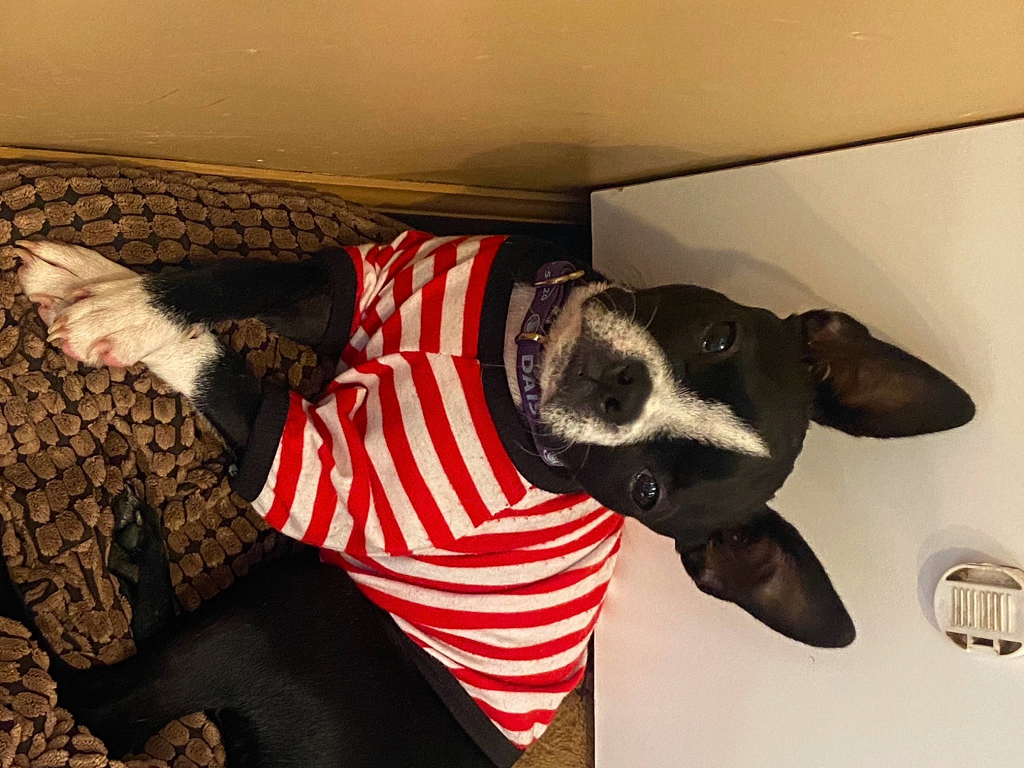 Daisy joined the competition — help win amazing prizes! carnivore, collar, comfort, companion_dog, dog, dog_breed, dog_clothes, dog_collar, dog_supply, ear, eyewear, fawn, grey, pattern, pet_supply, snout, sporting_group, sunglasses, tints_and_shades, working_animal