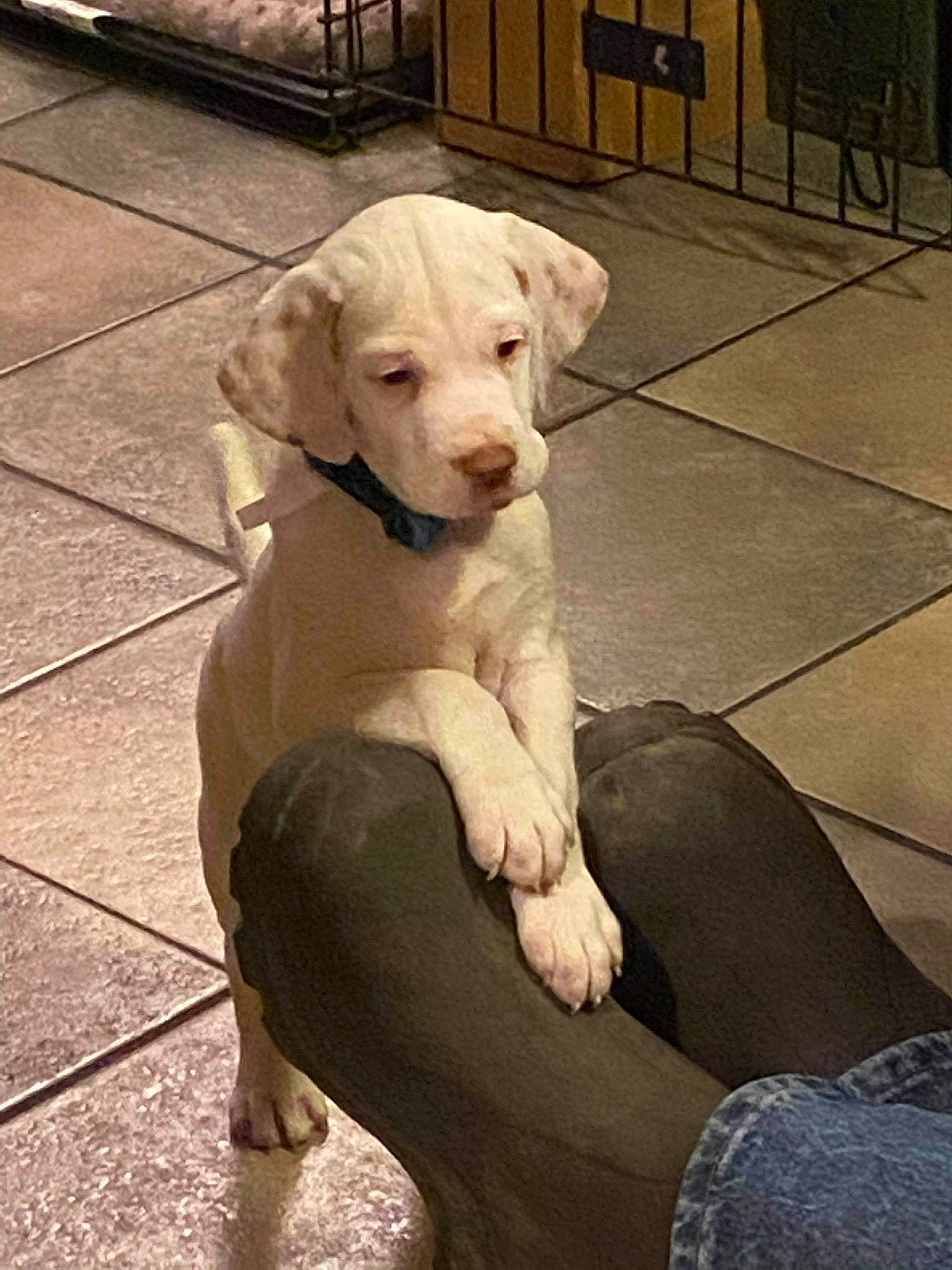 Duke joined the competition — help win amazing prizes! carnivore, chair, collar, comfort, companion_dog, dog, dog_breed, dog_collar, dog_supply, fawn, flooring, human_leg, leash, pet_supply, sidewalk, sitting, snout, tail, thigh, working_animal