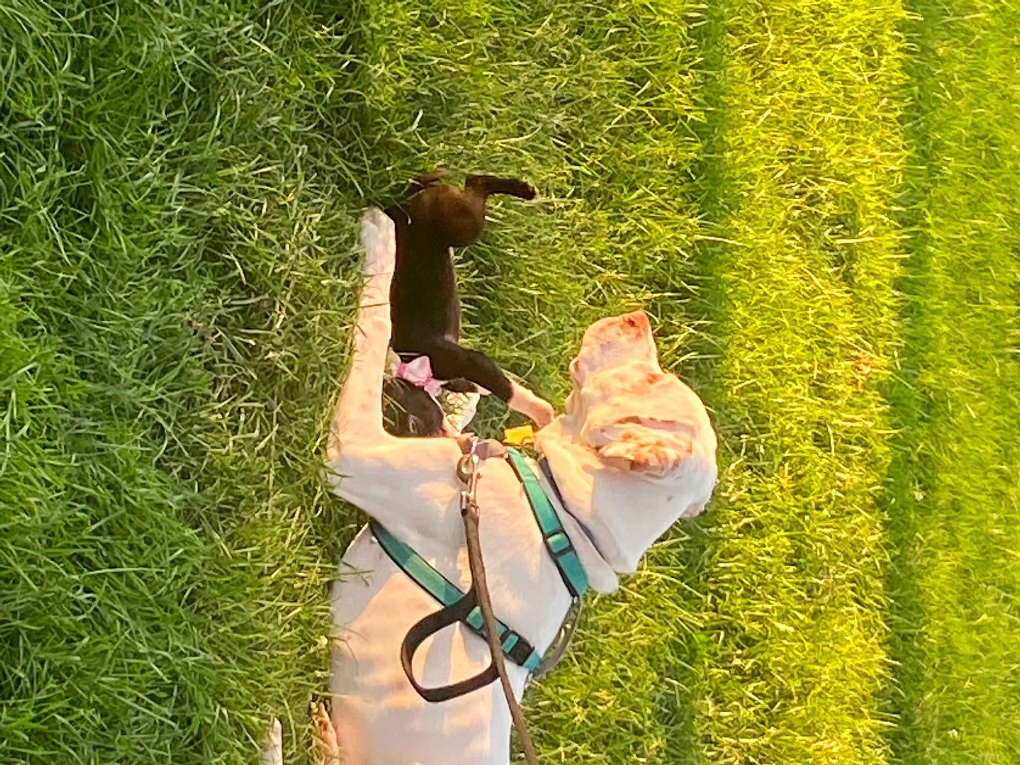 Duke is registered to the contest to win money with this photo: carnivore, dress, fawn, fun, grass, grassland, happy, human_leg, landscape, lawn, leaf, leisure, meadow, pasture, people_in_nature, plant, prairie, recreation, shrub, thigh