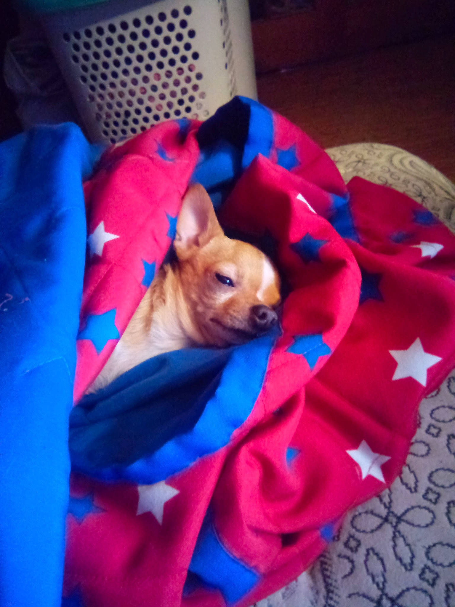 Aries joined the competition — help win amazing prizes! blue, canidae, carmine, carnivore, comfort, companion_dog, dog, dog_breed, dog_clothes, dog_supply, electric_blue, fawn, felidae, fur, linens, magenta, pink, purple, toy_dog, whiskers