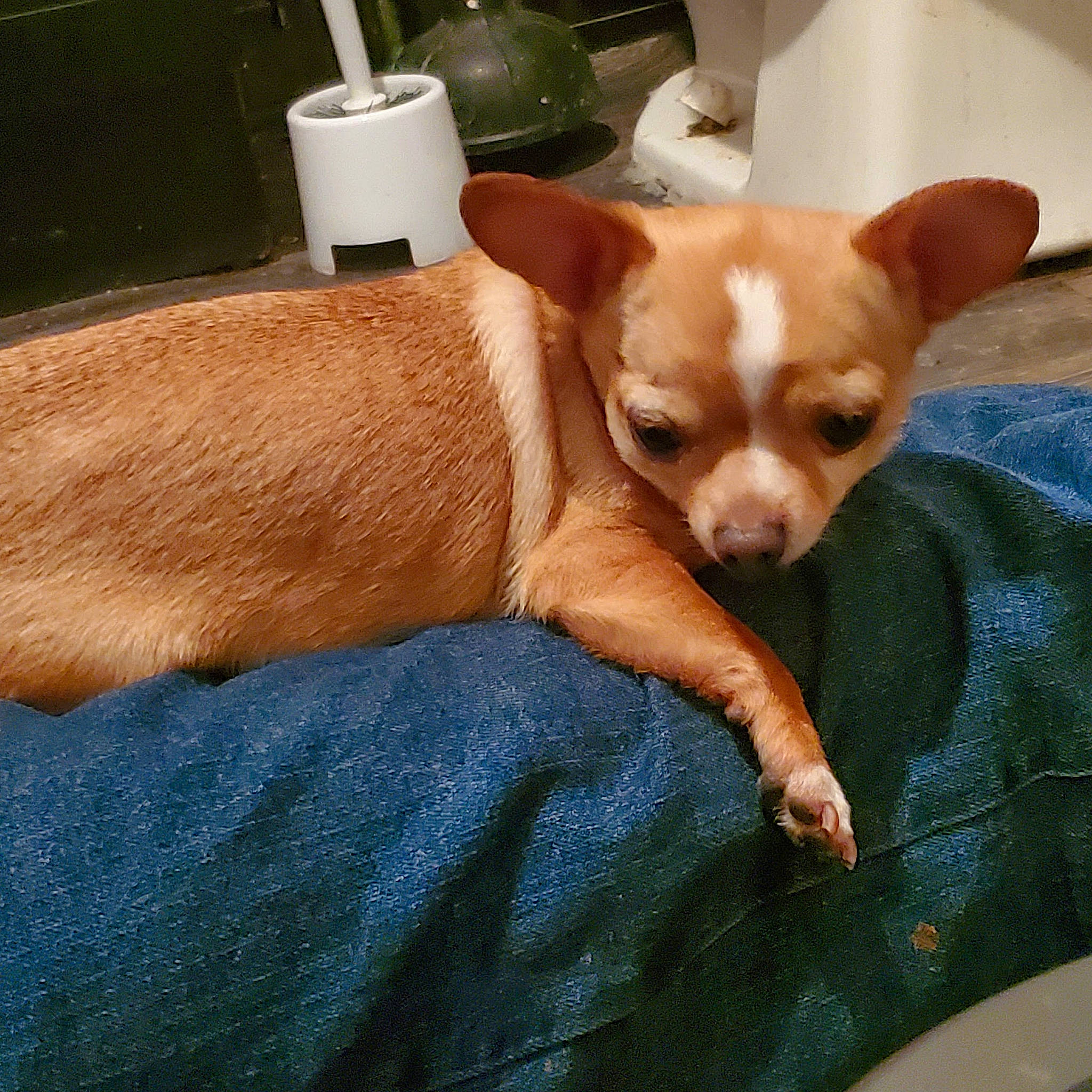 Aries joined the competition — help win amazing prizes! canidae, carnivore, chihuahua, comfort, companion_dog, dog, dog_breed, dog_supply, fawn, fur, paper_towel, snout, sporting_group, tail, terrestrial_animal, toilet_paper, toy_dog, whiskers, wood, working_animal