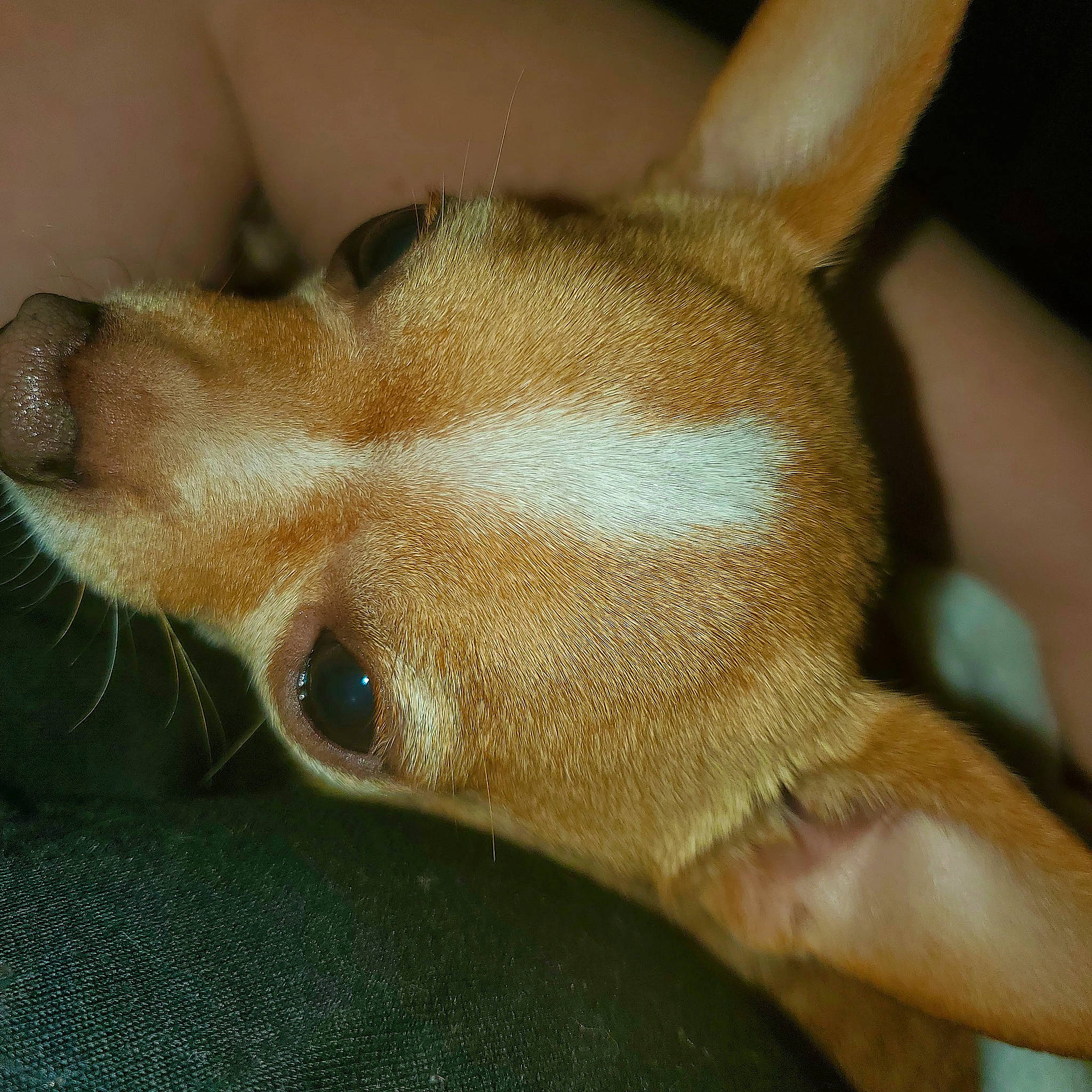 Aries joined the competition — help win amazing prizes! canidae, carnivore, companion_dog, corgi_chihuahua, dog, dog_breed, ear, fawn, fin, fish, gesture, liver, non_sporting_group, paw, sporting_group, tail, terrestrial_animal, whiskers, working_animal