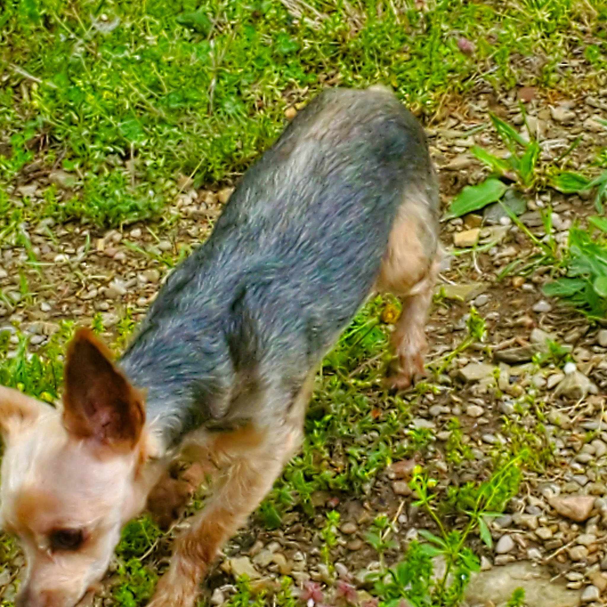 Kujo is registered to the contest to win money with this photo: canidae, carnivore, companion_dog, dog, dog_breed, fawn, fur, grass, groundcover, plant, snout, soil, sporting_group, suidae, tail, terrestrial_animal, wildlife, working_animal