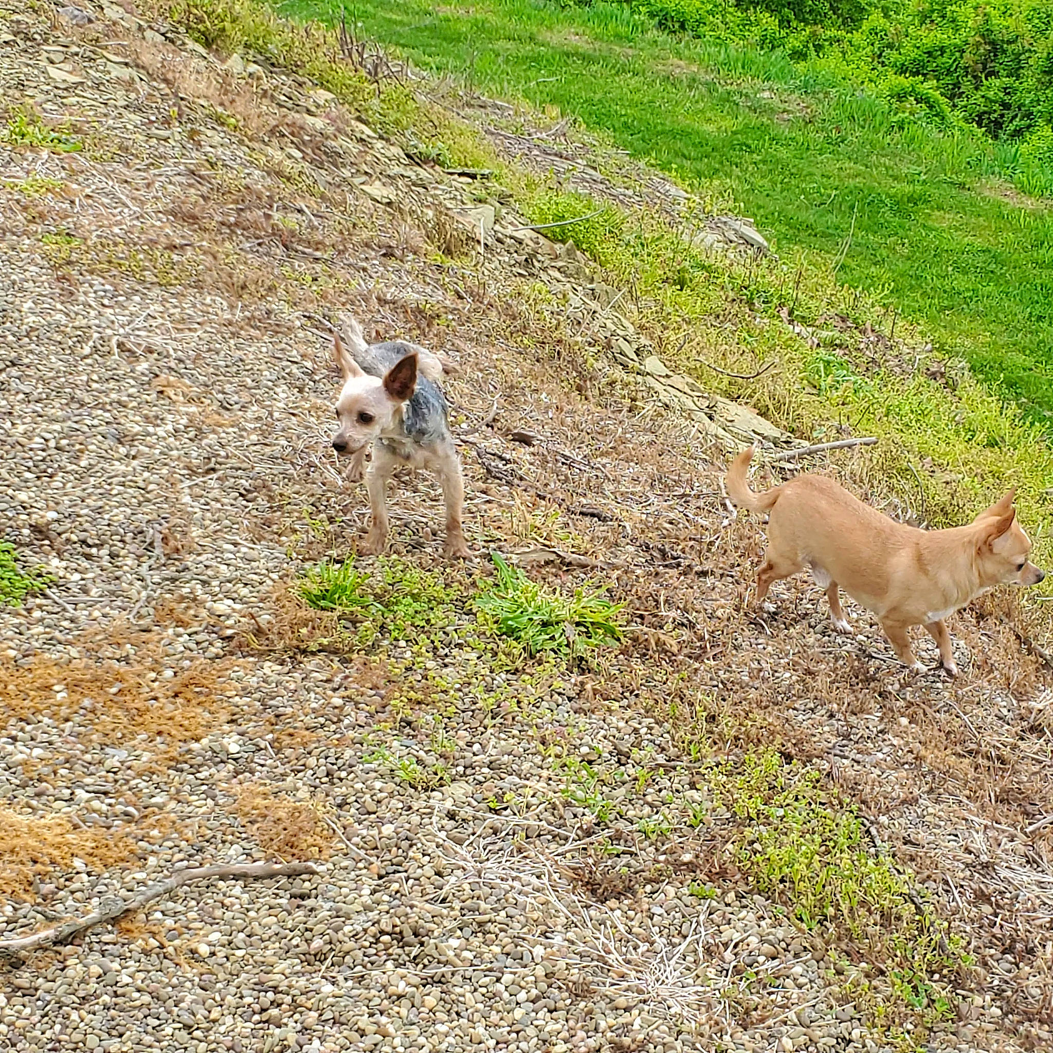 Kujo is registered to the contest to win money with this photo: canidae, carnivore, dog_breed, fawn, field, grass, grassland, groundcover, landscape, natural_landscape, pasture, plant, prairie, slope, soil, sporting_group, steppe, tail, terrestrial_animal, wildlife