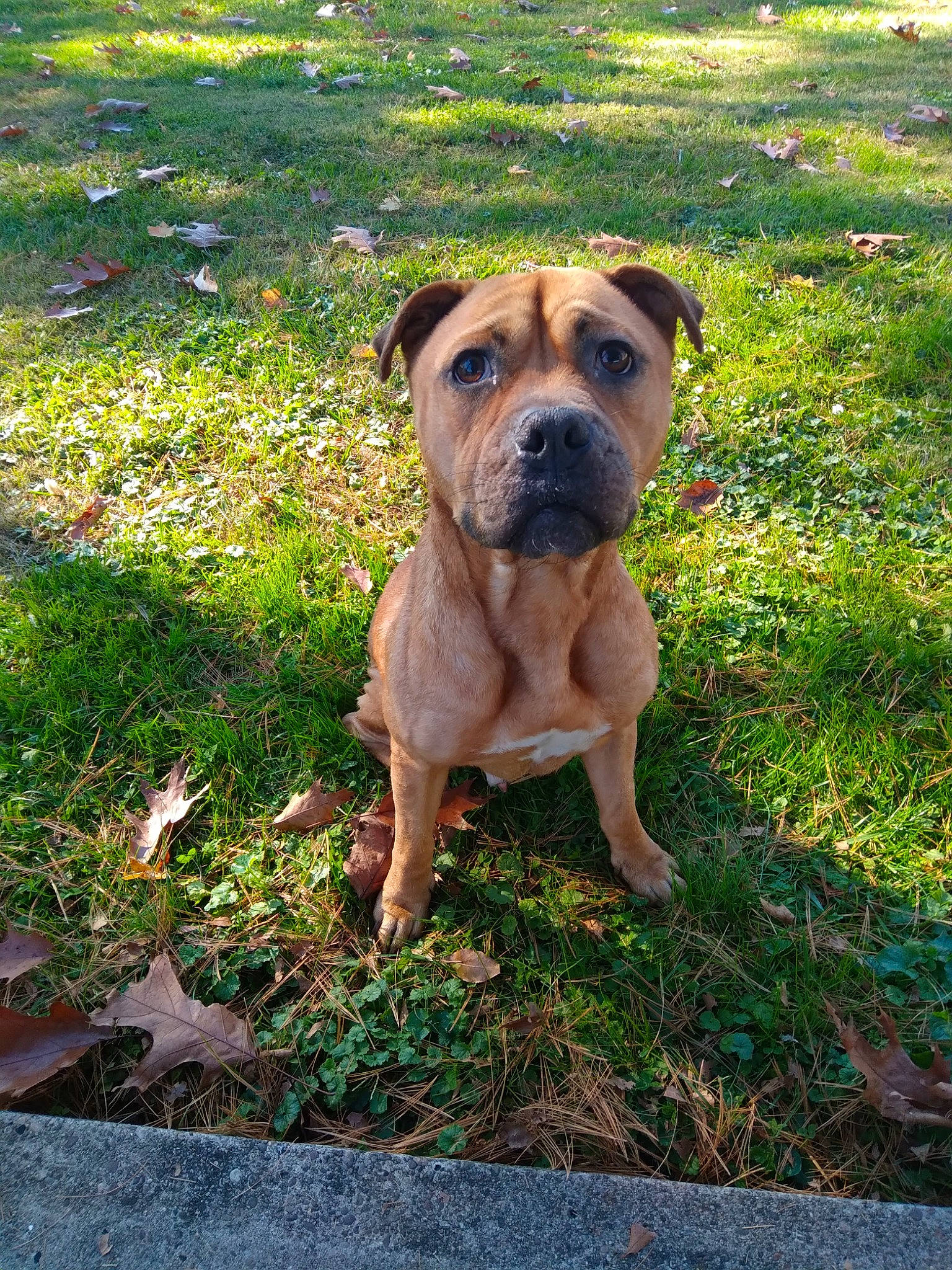 Kyng joined the competition — help win amazing prizes! ancient_dog_breeds, canidae, carnivore, companion_dog, dog, dog_breed, fawn, grass, groundcover, guard_dog, herbaceous_plant, molosser, non_sporting_group, plant, snout, sporting_group, terrestrial_animal, whiskers, working_dog, wrinkle