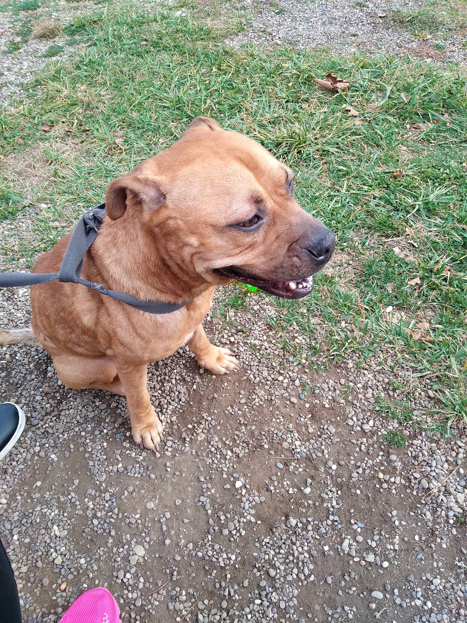 Kyng is registered to the contest to win money with this photo: carnivore, collar, companion_dog, dog, dog_breed, dog_collar, dog_supply, fawn, grass, leash, liver, pet_supply, plant, road_surface, snout, soil, tail, terrestrial_animal, working_animal, wrinkle