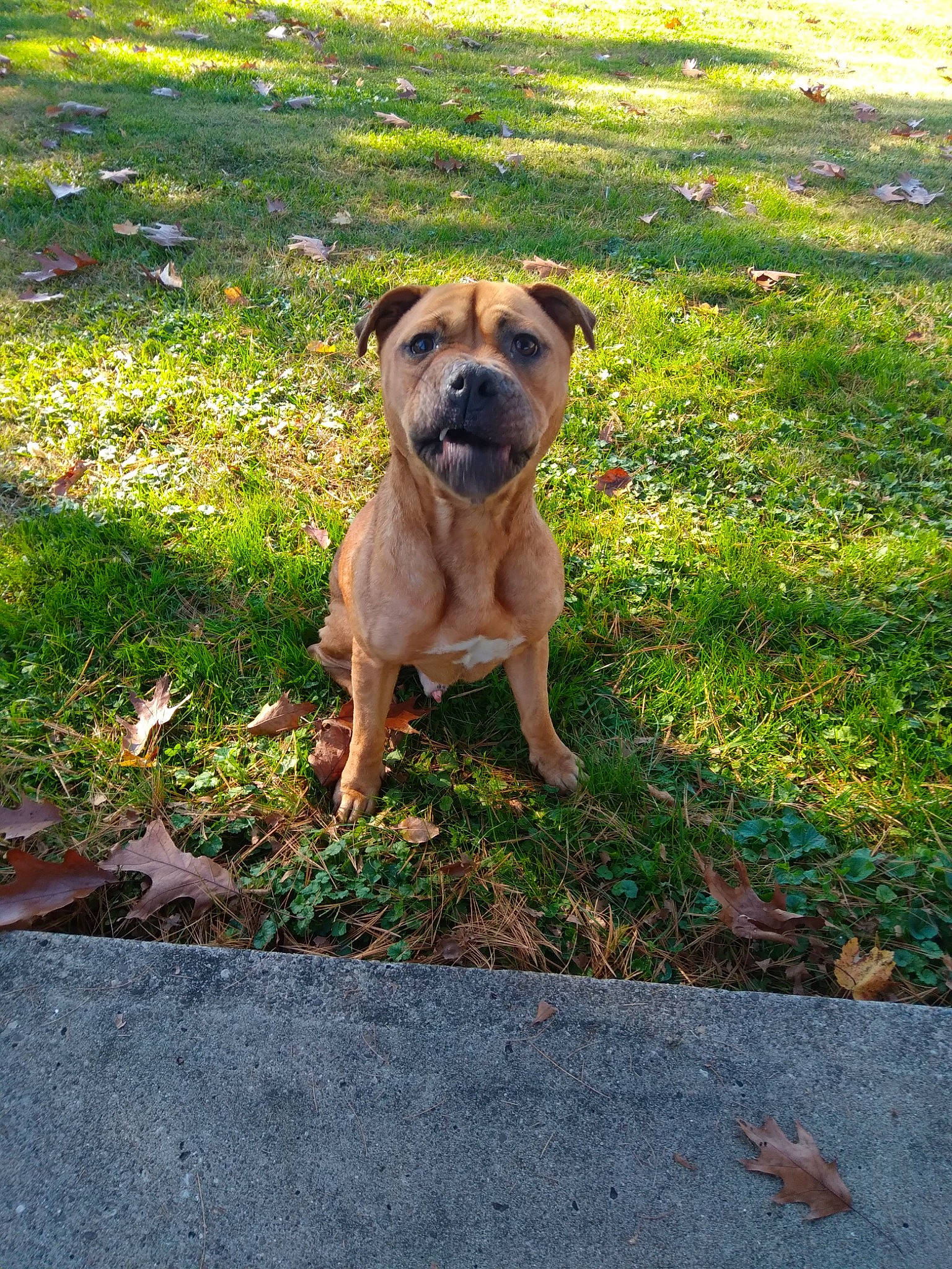 Kyng joined the competition — help win amazing prizes! asphalt, canidae, carnivore, companion_dog, dog, dog_breed, fawn, grass, grassland, groundcover, guard_dog, molosser, plant, road_surface, snout, soil, sporting_group, tail, tree, working_animal