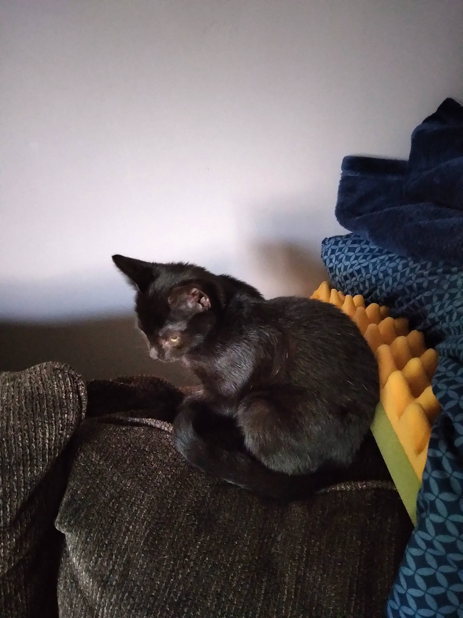 Salem joined the competition — help win amazing prizes! black_cat, bombay, carnivore, cat, claw, comfort, darkness, dog_breed, domestic_short_haired_cat, felidae, fur, grey, linens, nap, paw, sitting, small_to_medium_sized_cats, tail, whiskers, wood