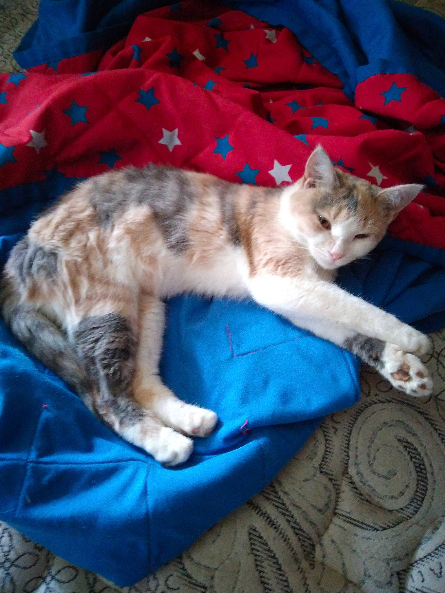 Angel is registered to the contest to win money with this photo: bed, blue, carnivore, cat, cat_bed, claw, comfort, domestic_short_haired_cat, fawn, felidae, fur, linens, nap, paw, sleep, small_to_medium_sized_cats, tail, textile, whiskers