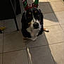 dog, pet, floor, tile, indoor, animal, black, white, brown, elf_hat, holiday, costume, cute, sitting, looking_up, shadow, light, ears, adorable, companion