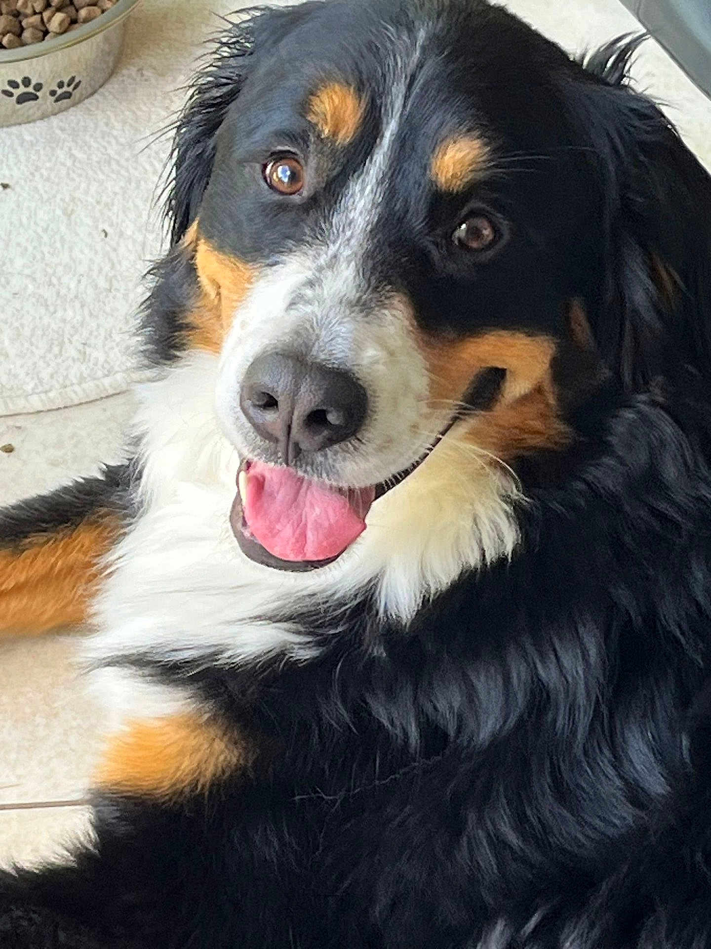 Nalla participe au concours pour gagner de l'argent avec cette photo : dog, bernese_mountain_dog, pet, canine, tongue_out, happy, fur, black_fur, white_fur, brown_fur, face, eye, nose, paw_print, food_bowl, kibble, indoor, floor, tile, close_up