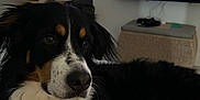 Nalla participe au concours pour gagner de l'argent avec cette photo : bernese_mountain_dog, dog, indoor, living_room, television, screen, person_on_tv, furniture, globe, box, dark_fur, white_fur, brown_fur, face, ears, nose, eyes, couch, relaxing, pet