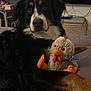Nalla participe au concours pour gagner de l'argent avec cette photo : dog, plush_toy, bed, indoor, furniture, television, stuffed_animal, black_dog, brown_dog, white_markings, toy_duck, relaxed, pet, home, soft_lighting, resting, animal, domestic, canine, companion