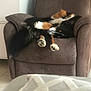 dog, paw, fur, armchair, indoor, resting, sleeping, brown, black, white, orange, cozy, blanket, furniture, pet, paw_pads, relaxed, curled_up, tricolor, canine