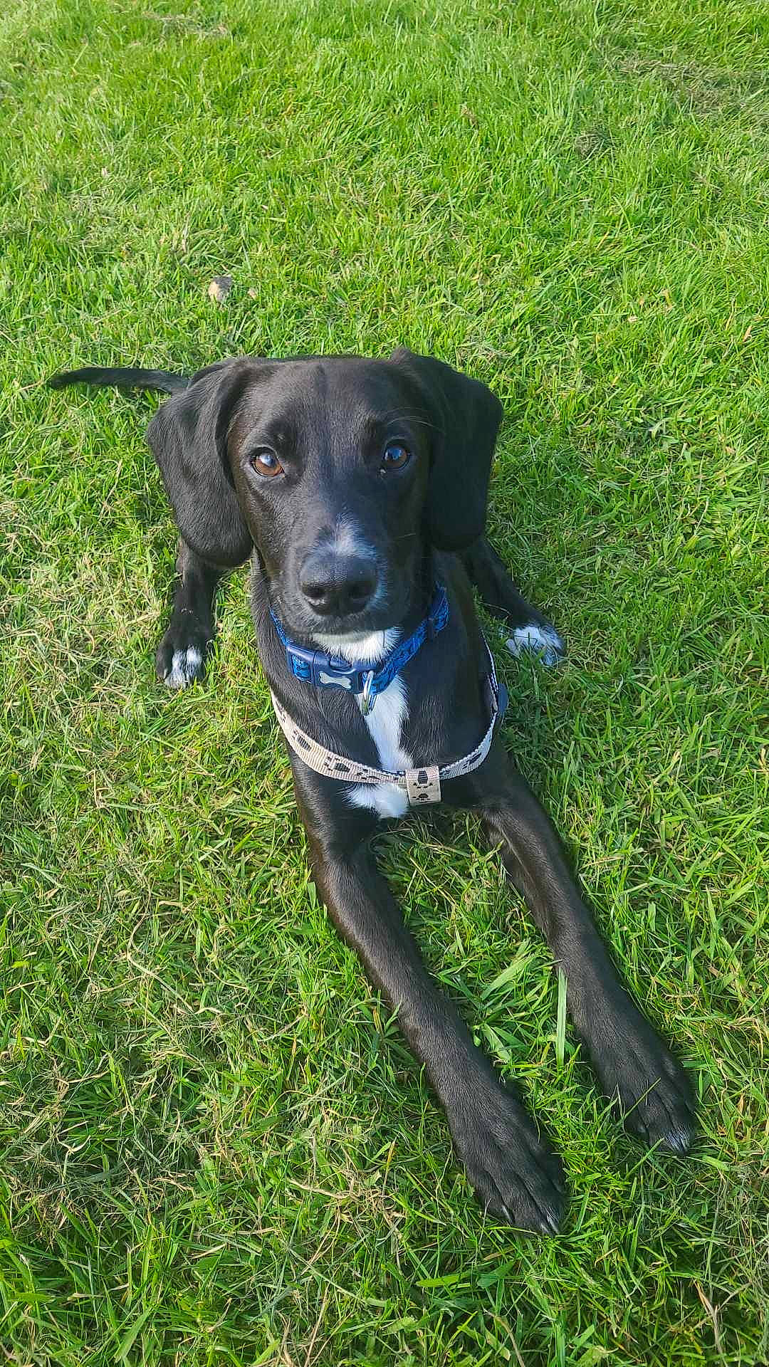 Marley is registered to the contest to win money with this photo: borador, canidae, carnivore, collar, companion_dog, dog, dog_breed, dog_collar, dog_supply, electric_blue, eye, fawn, grass, pet_supply, plant, snout, tail, terrestrial_animal, whiskers, working_animal