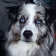 Pixel a rejoint le concours — aidez-le/la à gagner de superbes lots ! animal, blue_eyes, calm, canine, close_up, collar, dog, ears, face, fluffy, fur, furry, indoor, looking, mixed_color, muzzle, nose, pet, portrait, whiskers