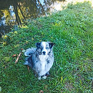 Pixel a rejoint le concours — aidez-le/la à gagner de superbes lots ! animal, blue_eyes, calm, canine, daylight, dog, fur, grass, greenery, landscape, nature, outdoor, pet, reflection, scenic, sitting, stream, sunlight, trees, water