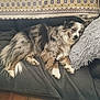 dog, sleeping, couch, blanket, pillow, fur, indoor, relaxation, rest, pet, cozy, furry, animal, comfort, tiled_floor, domestic, canine, home, laying_down, quiet