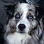 Pixel a rejoint le concours — aidez-le/la à gagner de superbes lots ! animal, blue_eyes, calm, canine, close_up, collar, dog, ears, face, fluffy, fur, furry, indoor, looking, mixed_color, muzzle, nose, pet, portrait, whiskers