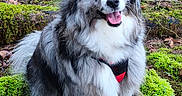 Pixel participe au concours pour gagner de l'argent avec cette photo : adventure, animal, blue_eyes, canine, cute, dog, forest, fur, happy, hiking, leaves, moss, nature, outdoor, pet, portrait, red_harness, sitting, tongue_out, tree_bark
