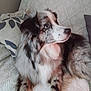 dog, australian_shepherd, blue_eyes, fluffy, pet, indoor, couch, pillow, blanket, relaxed, side_view, fur, animal, companion, home, resting, cute, attention, comfortable, cozy