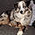 Pixel