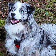 Pixel a rejoint le concours — aidez-le/la à gagner de superbes lots ! animal, blue_eyes, canine, close_up, daylight, dog, fluffy, forest_floor, fur, happy, leaves, merle_coat, moss, nature, outdoor, pet, portrait, sitting, smiling, wild