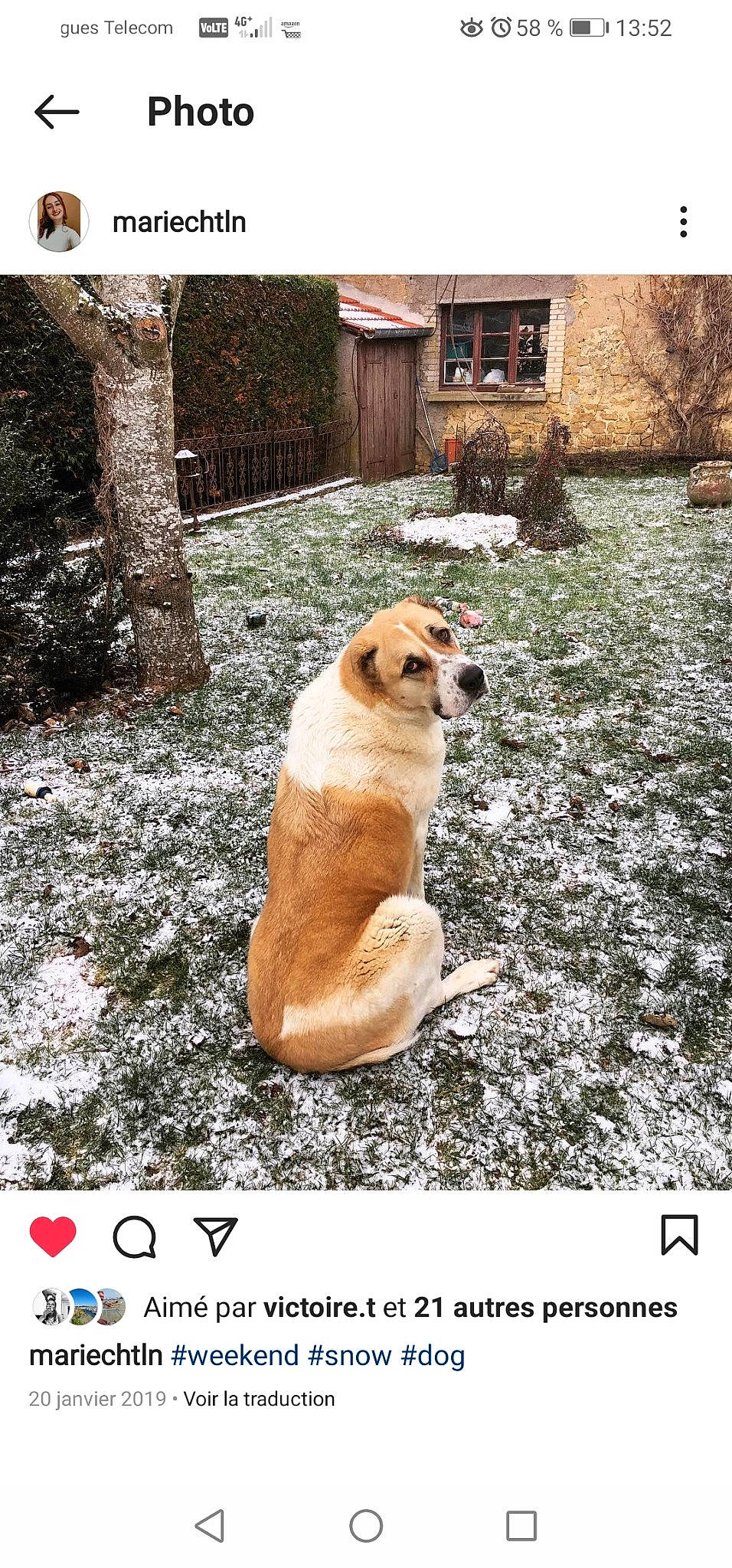 Helya a rejoint le concours — aidez-le/la à gagner de superbes lots ! adaptation, canidae, carnivore, companion_dog, dog, dog_breed, fawn, font, fur, mammal, photo_caption, plant, snow, sporting_group, stock_photography, tail, terrestrial_animal, toy, tree, winter