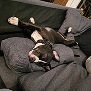 Athena participe au concours pour gagner de l'argent avec cette photo : dog, black_and_white, couch, pillows, indoor, relaxed, sleeping, pet, canine, fur, collar, paws, comfortable, home, resting, animal, domestic, cozy, living_room, upside_down