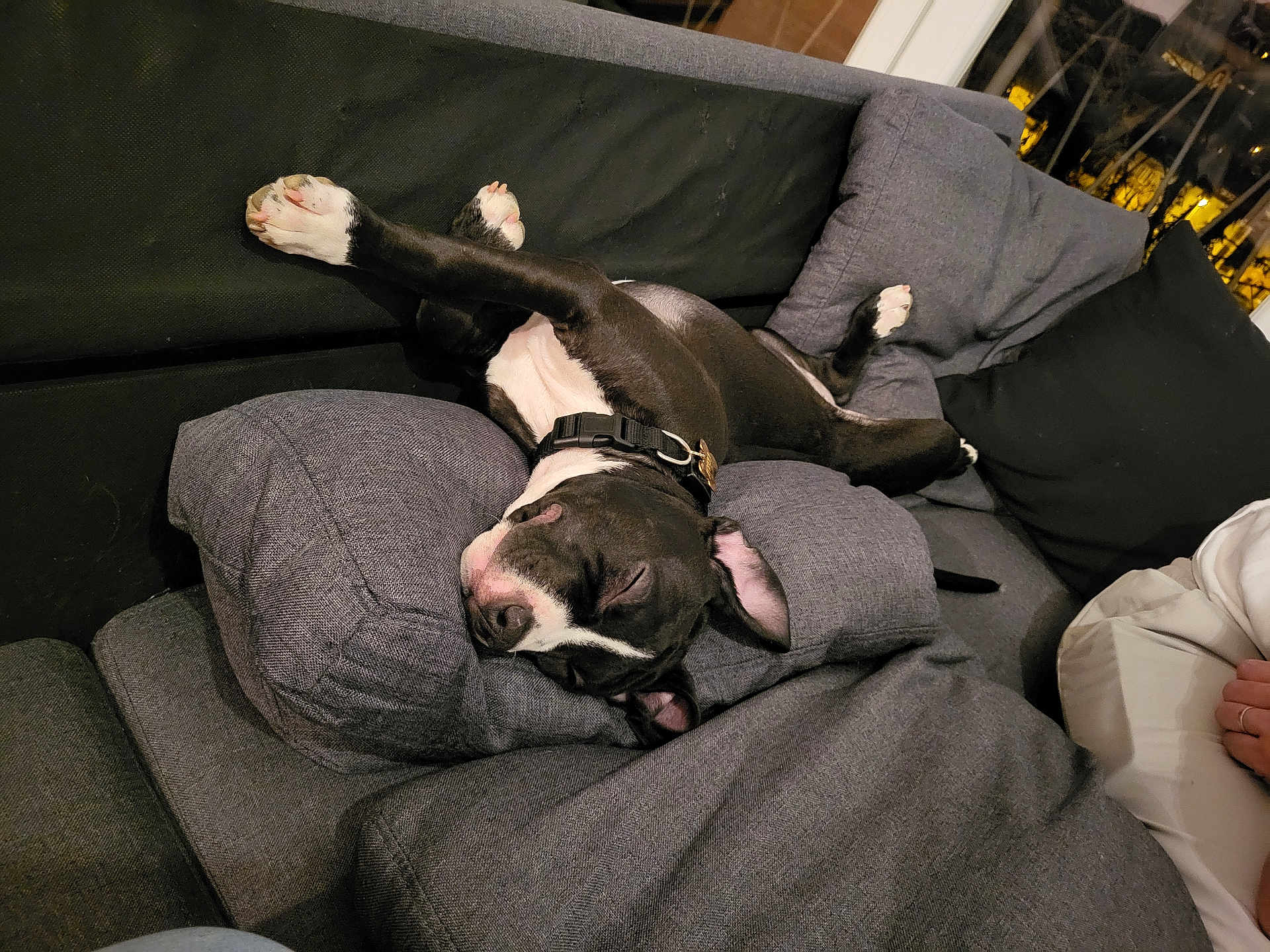 Athena participe au concours pour gagner de l'argent avec cette photo : dog, black_and_white, couch, pillows, indoor, relaxed, sleeping, pet, canine, fur, collar, paws, comfortable, home, resting, animal, domestic, cozy, living_room, upside_down