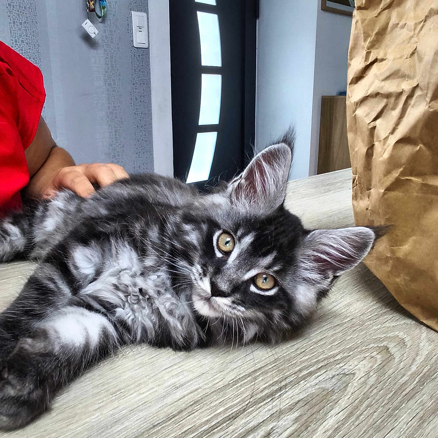 Baloo a rejoint le concours — aidez-le/la à gagner de superbes lots ! cat, kitten, fluffy, long_hair, black_and_white, gray_fur, green_eyes, lying_down, relaxed, pet, animal, whiskers, ears, paws, table, indoor, home, human_hand, paper_bag, portrait