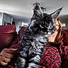 Baloo participe au concours pour gagner de l'argent avec cette photo : cat, kitten, fluffy, long_hair, gray, black, white, tabby, whiskers, ears, eyes, pet, animal, person, woman, glasses, floral_clothing, couch, indoor, portrait