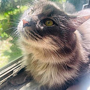 Storm joined the competition — help win amazing prizes! cat, tabby, close_up, fluffy, window, sunlight, whiskers, greenery, outdoor, pet, animal, feline, curious, face, ears, nose, portrait, daylight, soft_light, domestic
