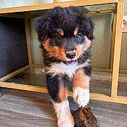 Naïa participe au concours pour gagner de l'argent avec cette photo : puppy, dog, fur, paw, floor, wood, playful, pet, animal, indoors, furniture, metal_frame, brown, black, white, cute, young, adorable, house, texture