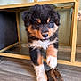 puppy, dog, fur, paw, floor, wood, playful, pet, animal, indoors, furniture, metal_frame, brown, black, white, cute, young, adorable, house, texture